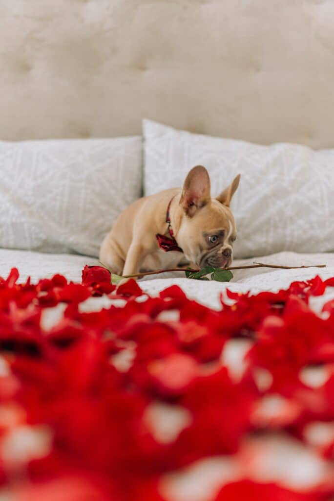 tan short haired terrier with a long stemmed rose sitting on a bed covered in rose petals