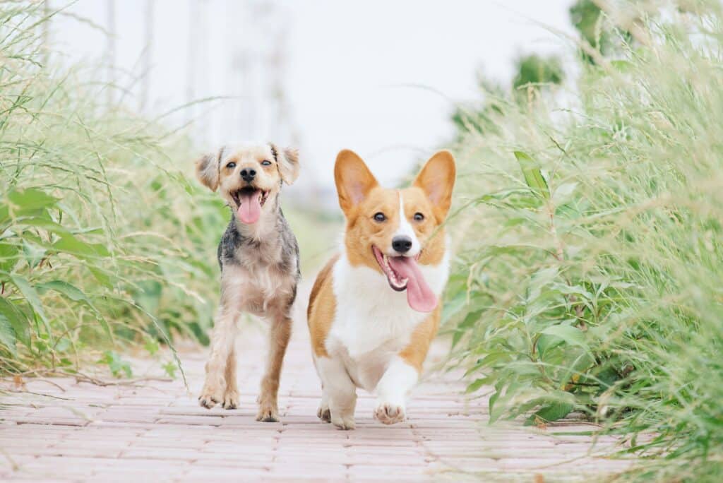 pembroke welsh corgi and terrier mix running on a brick pathway between tall grasses, their mouths open and tongues hanging out happily