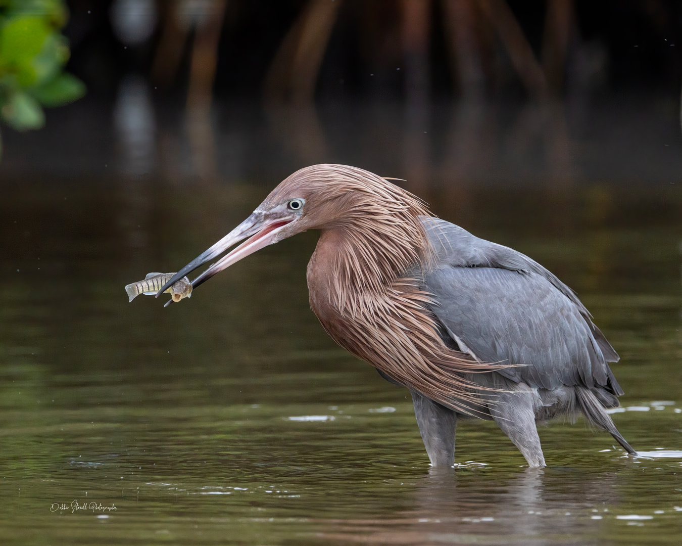 Reddish egret in shallow water, holding a small fish in its beak