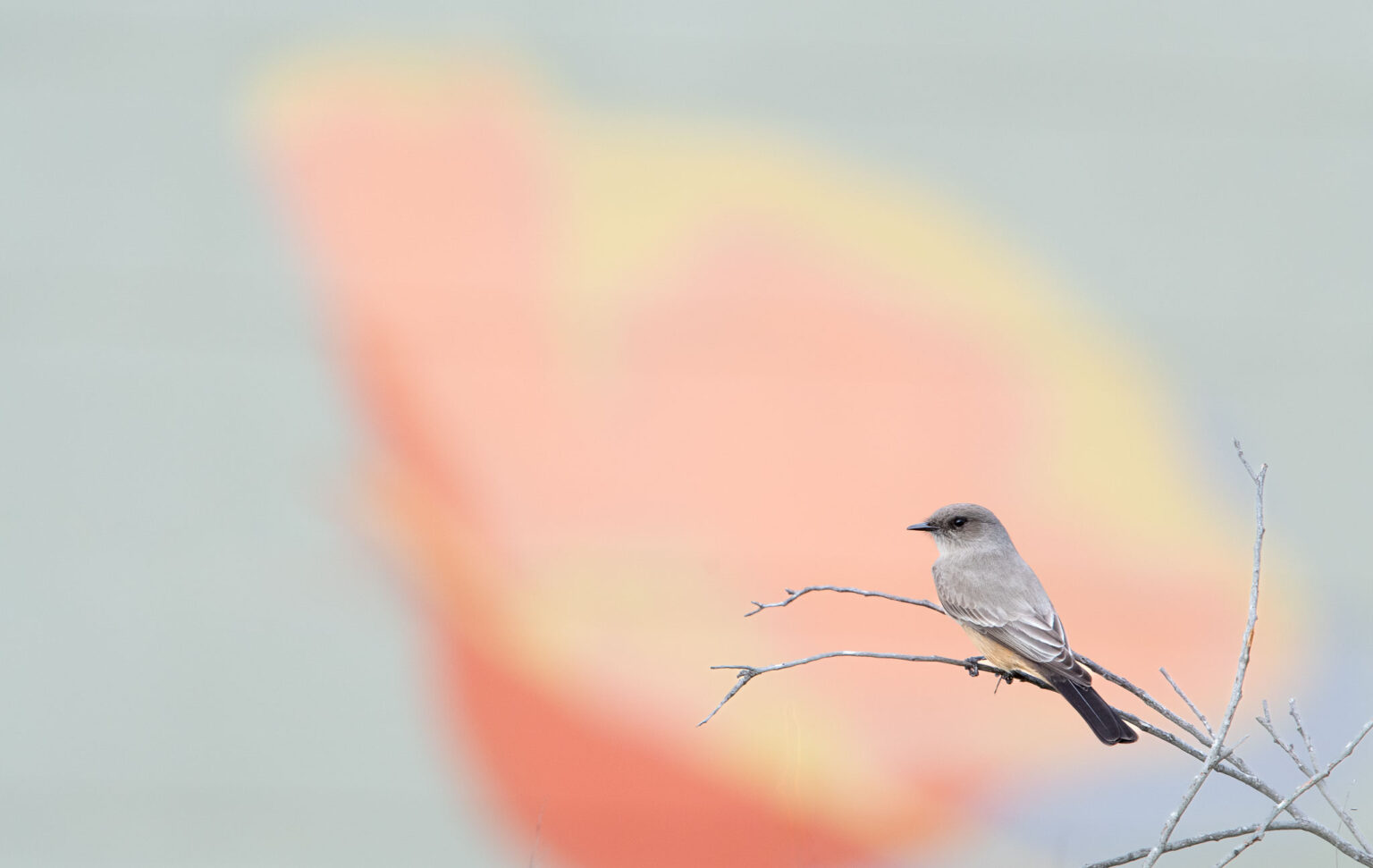 Using Autofocus Like a Pro: Tips to Achieve Perfectly Sharp Images