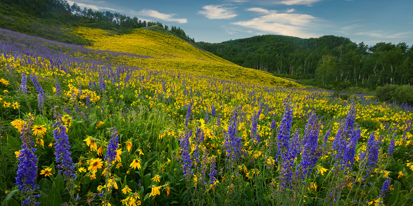 A vibrant field of yellow and purple wildflowers stretches across a hillside, leading up to a green, tree-covered ridge under a partly cloudy sky. The foreground features tall, blue-purple larkspur and yellow sunflowers, creating a colorful and textured landscape.
