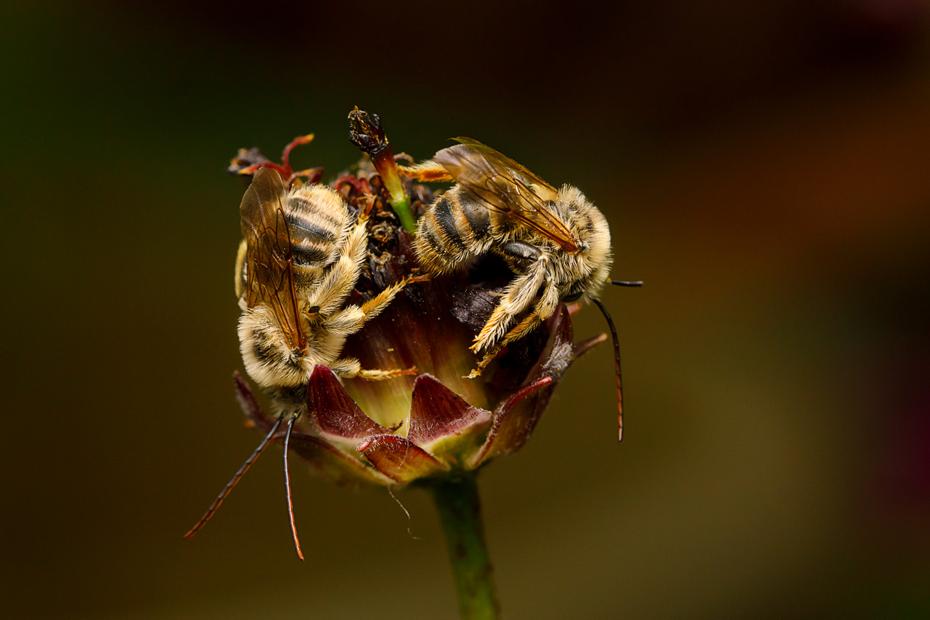 Two fuzzy, striped bees are perched on a dark, closed flower bud with reddish-purple tips, set against a blurred, dark background. The bees have translucent wings and long antennae, and appear to be resting or feeding on the flower. Photo by Angela Dutton.