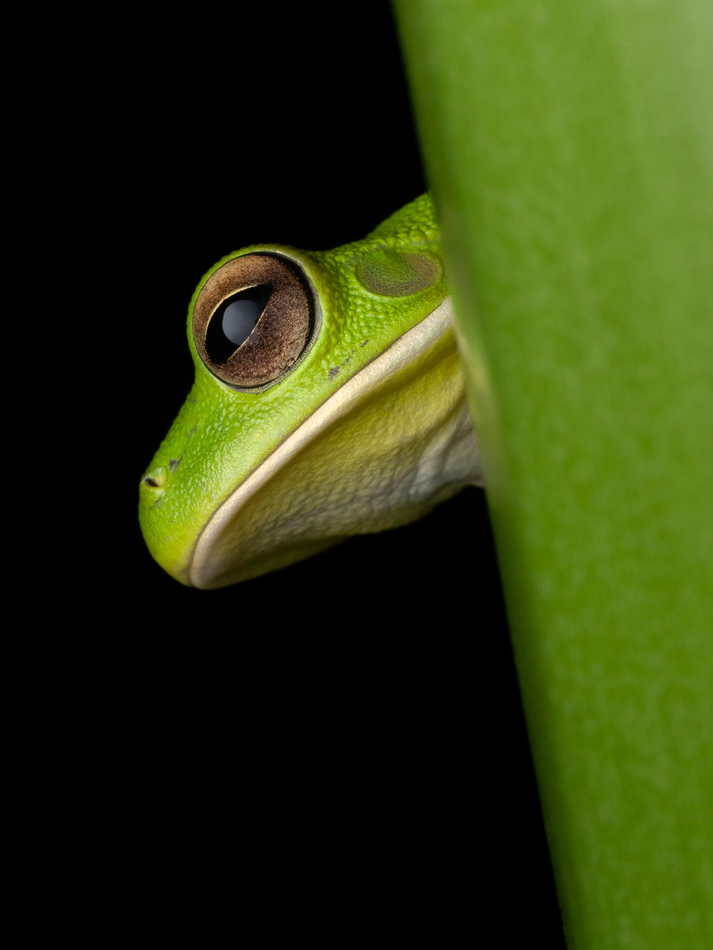 A bright green tree frog with large brown eyes peeks out from behind a thick green stem against a black background. The frog's head is angled to the left, revealing its smooth skin and pale underside. Photo by Ashli Shapiro.