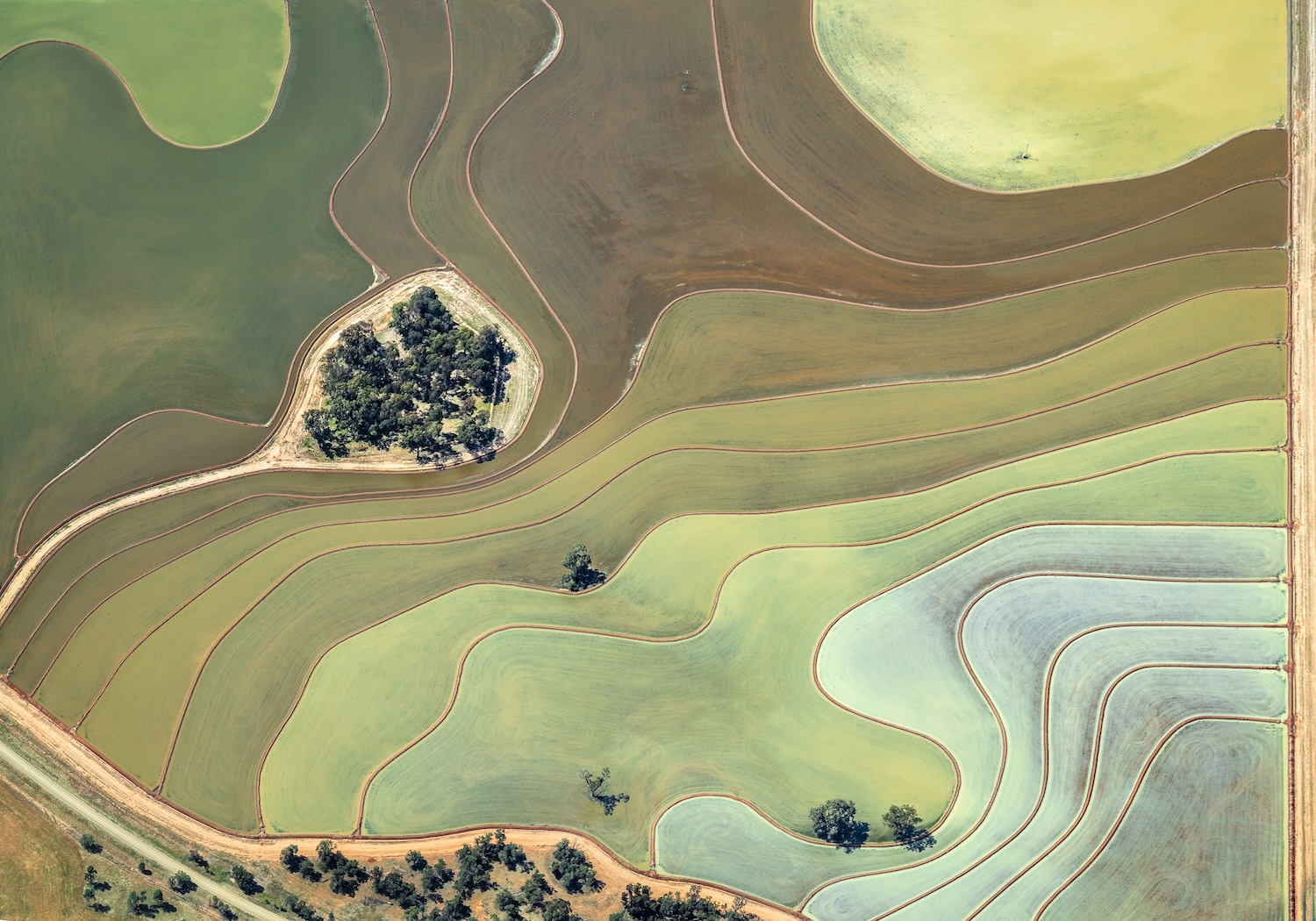 Aerial view of farmland with curving rows of crops in varying shades of green and brown, separated by reddish-brown dirt paths, with a cluster of trees in the upper left. A road runs along the bottom left corner, lined with trees. Photo by Ingrid Hendriksen.