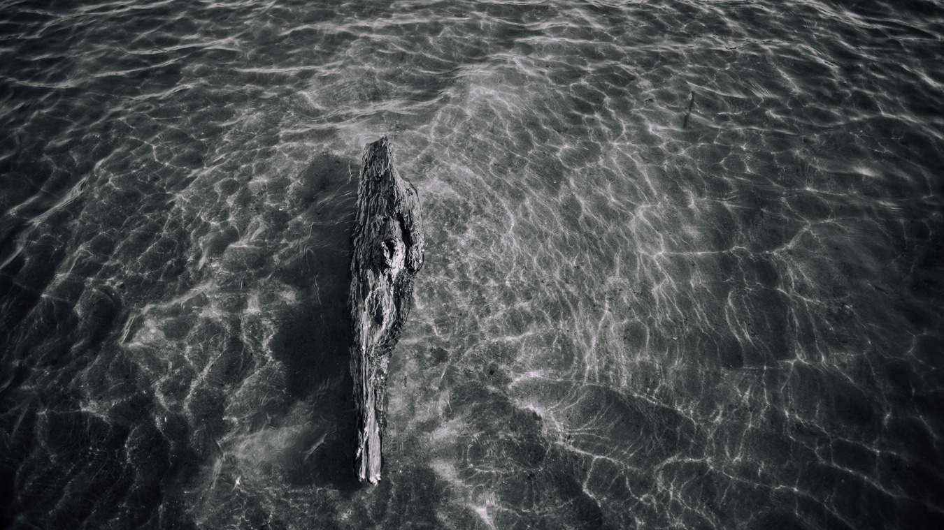 A black and white, high-angle shot shows a weathered log submerged in rippling water. The water's surface reflects light, creating a textured pattern around the log. Photo by Ethan Righter of Wild Nile Photography.