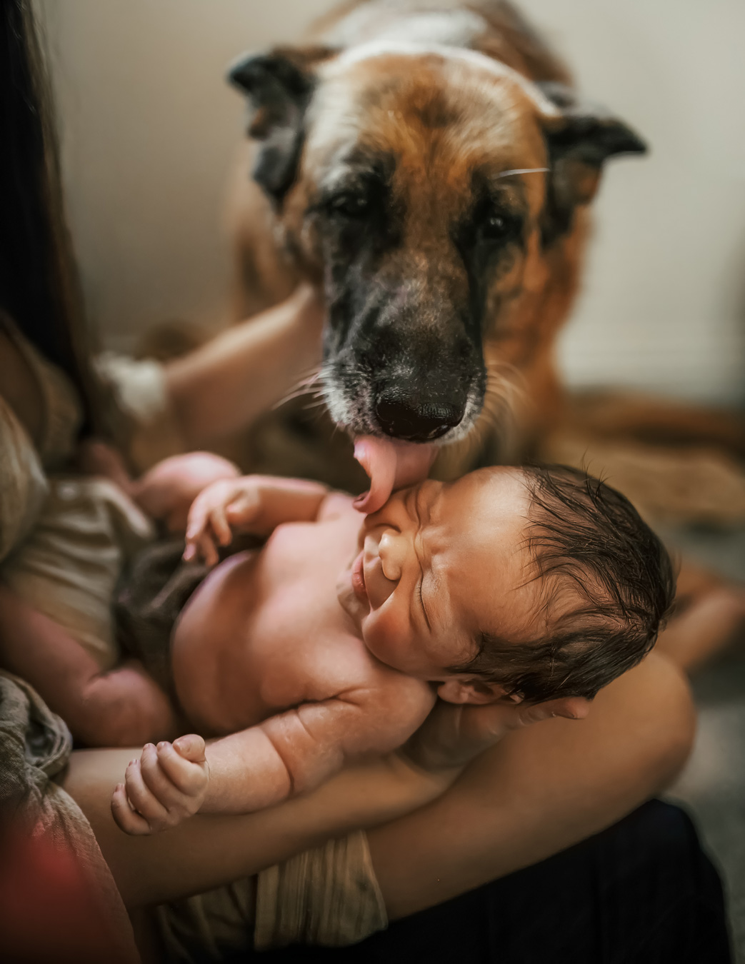 A newborn baby is cradled in someone's arms while a large dog licks the baby's forehead. The dog is brown and black, and the baby is fair-skinned with dark hair.
