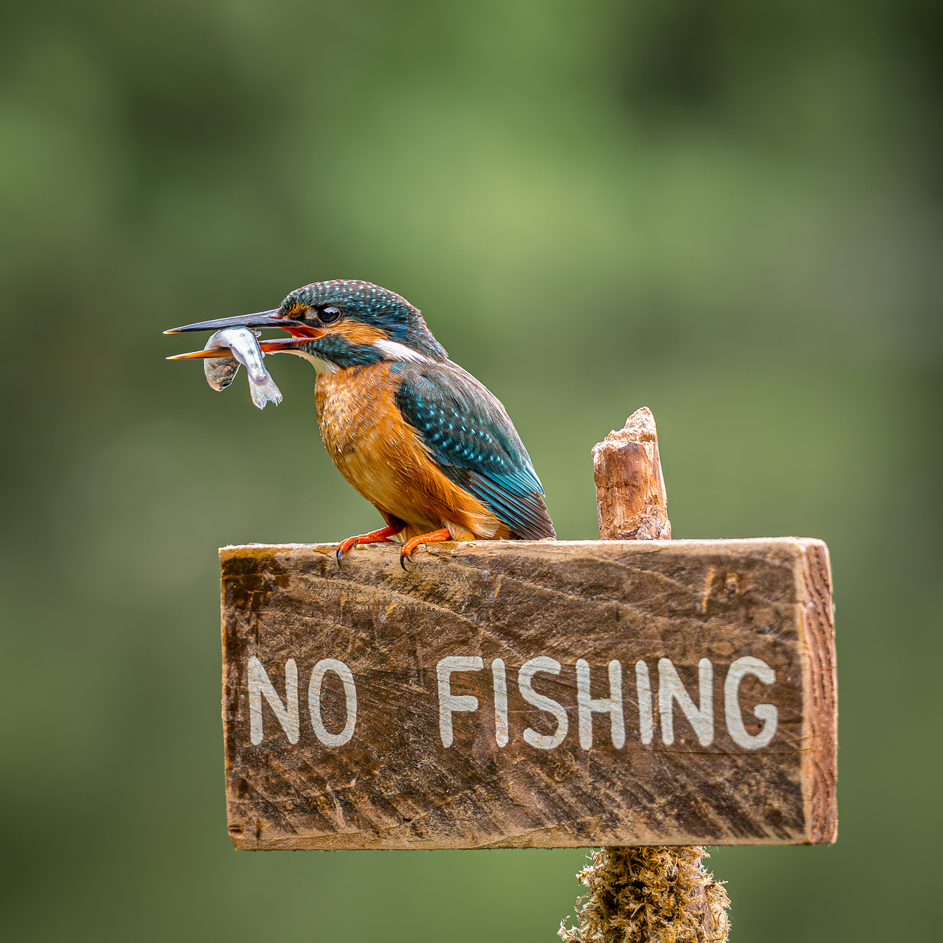 A kingfisher perches on a wooden sign that reads NO FISHING, holding a small fish in its beak. The bird has blue and orange plumage.