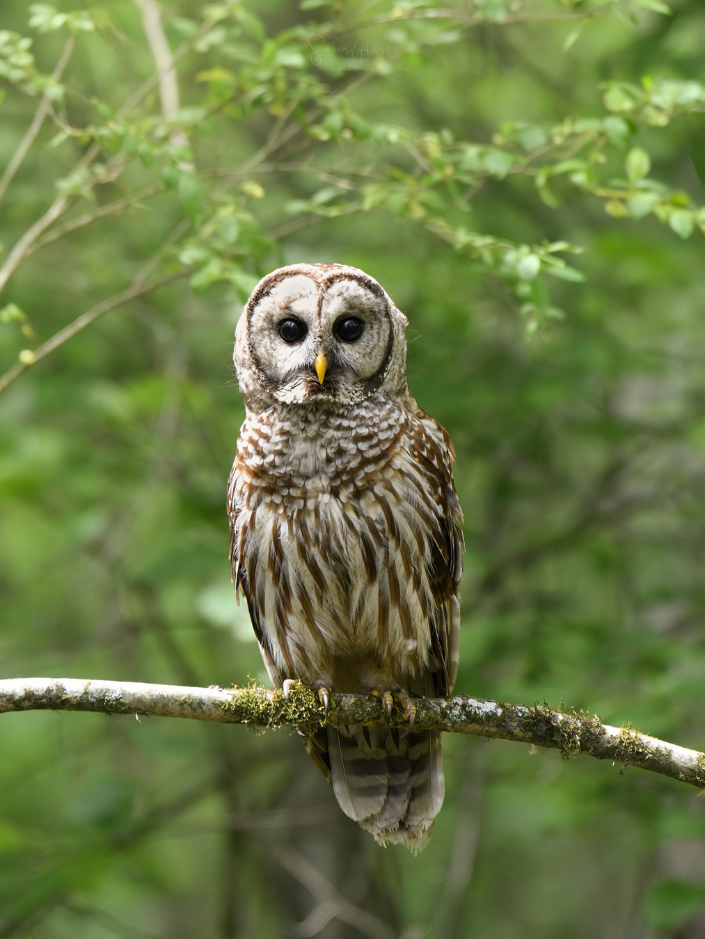 A barred owl perches on a mossy branch, facing forward with large, dark eyes and mottled brown and white plumage. Green foliage blurs in the background.