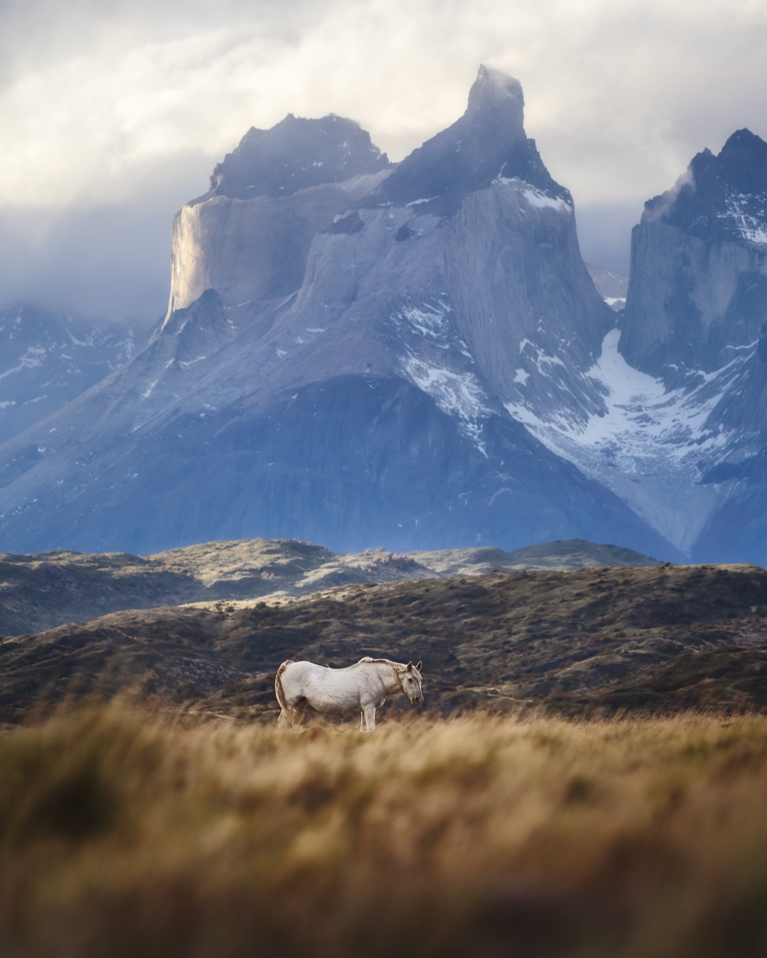 A white horse stands in a grassy field with mountains in the background.