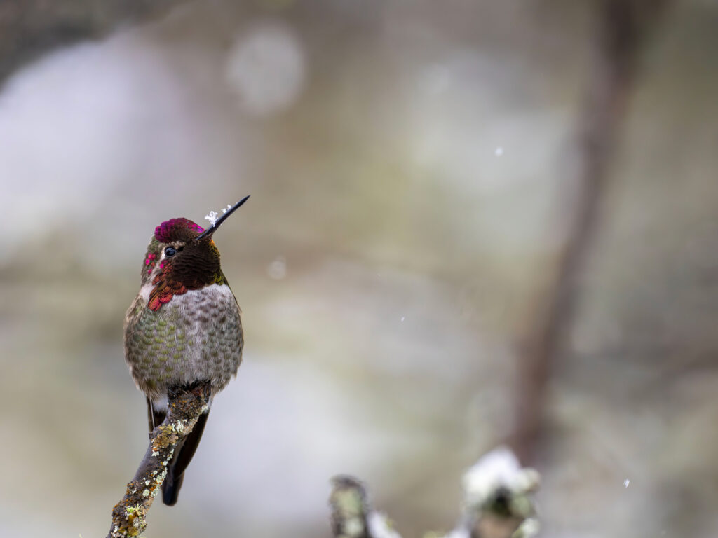 A hummingbird perches on a branch, looking up. It has a red head, green and brown body, and a snowflake on its beak. The background is blurred.