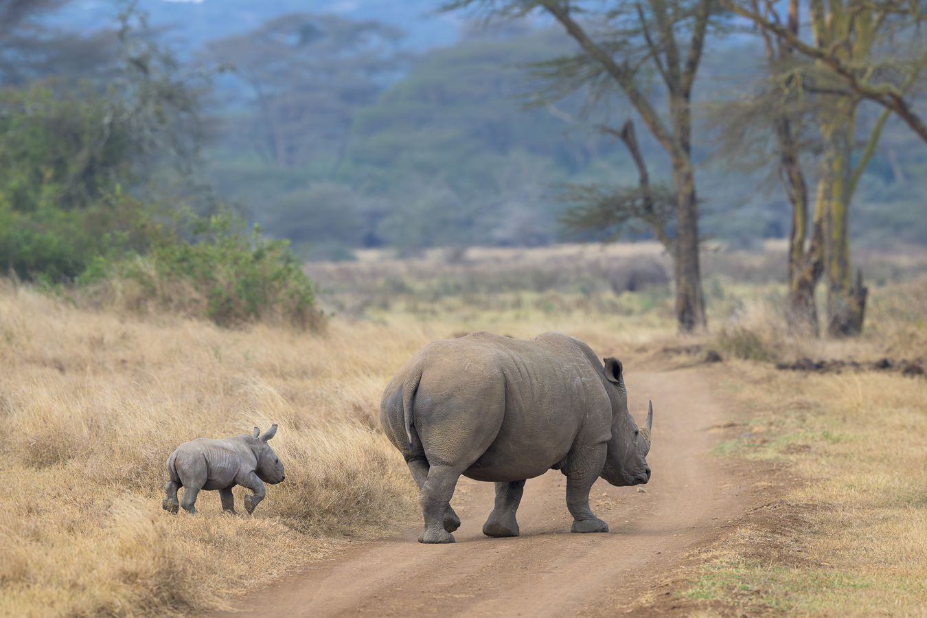 A rhino and its calf walk on a dirt path. The adult rhino is in the foreground, facing right, with the calf to its left. The background is a grassy plain with trees.