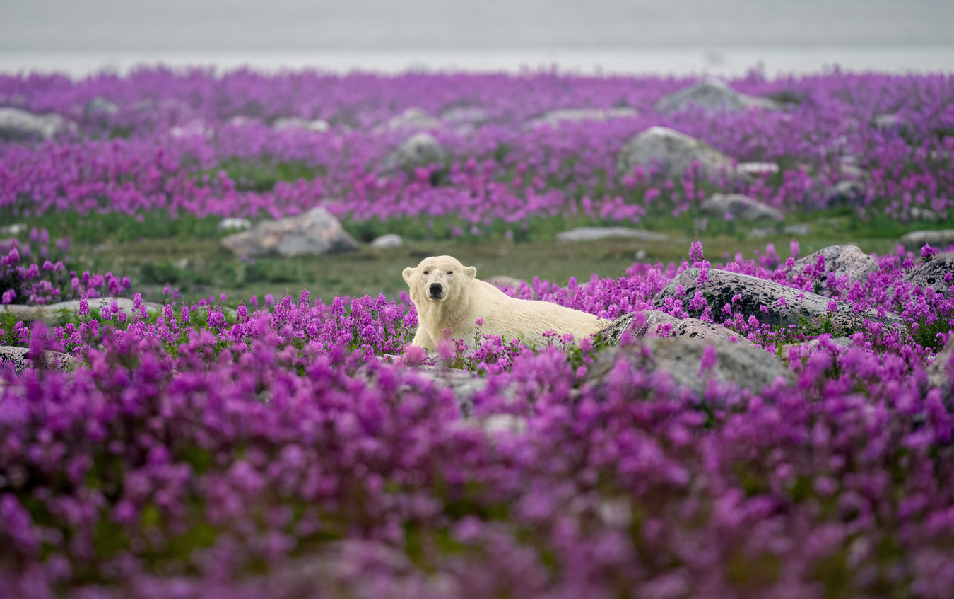 0870 Gillian Overholser polar bear in fireweed