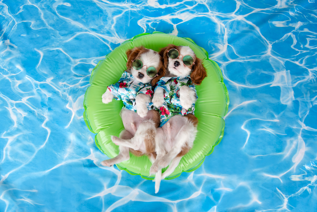 Two Cavalier King Charles Spaniels wearing sunglasses and Hawaiian shirts relax on a green inflatable raft in a pool.