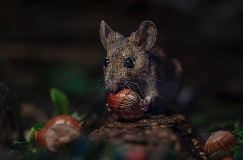 A brown mouse sits on a log, holding and eating a hazelnut. Other hazelnuts and greenery are visible. The background is dark.