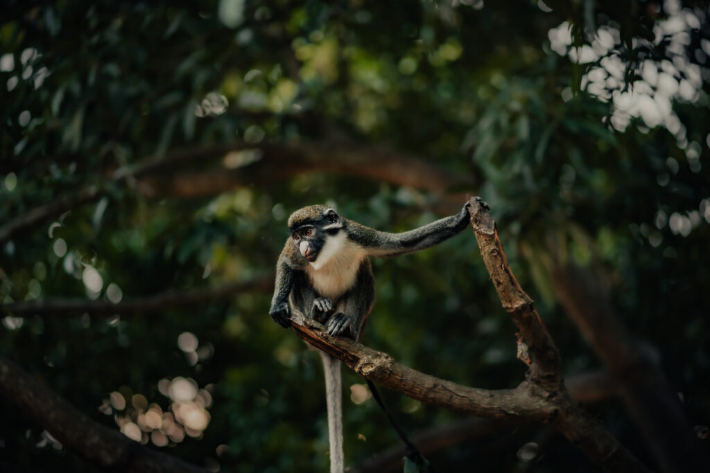 A monkey with gray fur and a white chest sits on a tree branch, surrounded by green foliage. It's holding onto another branch with one hand.
