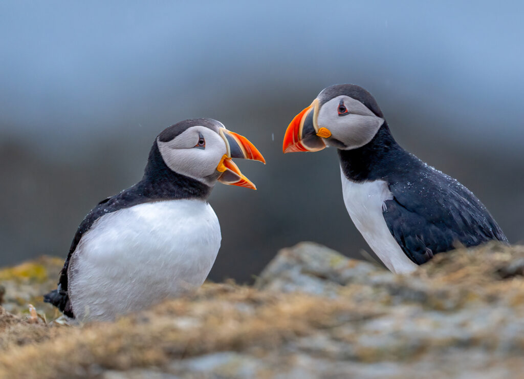 Two Atlantic puffins face each other on a grassy, rocky surface. One puffin has its beak open. They have black and white plumage and distinctive orange beaks. The background is a blurred blue-gray.