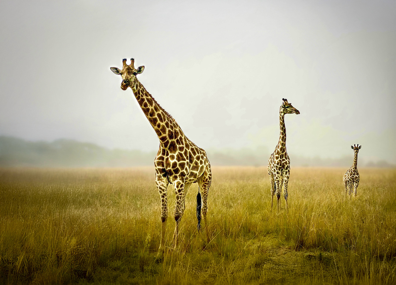 Three giraffes stand in a grassy field under a hazy sky. The largest giraffe is in the foreground, with two smaller giraffes behind it.