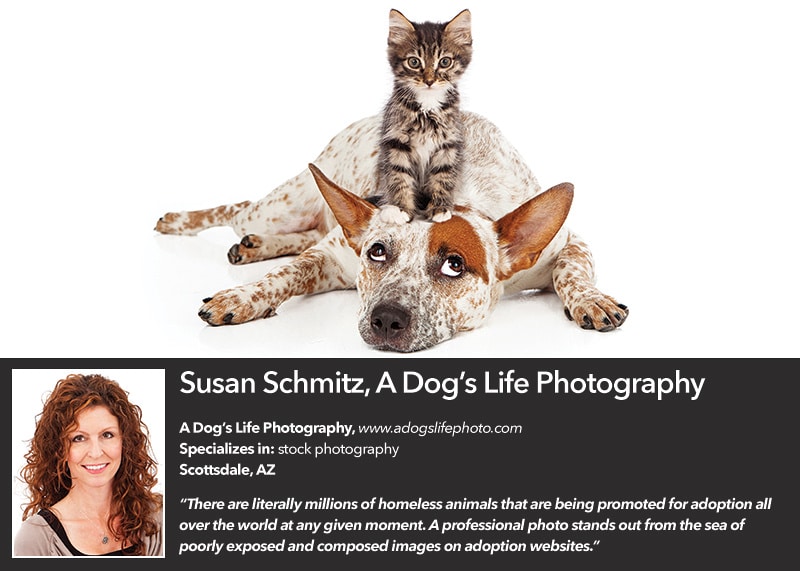 a dog's life online photo gallery