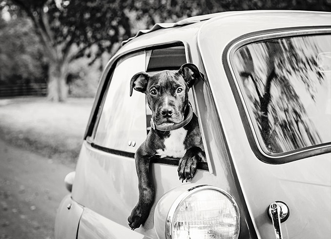 a dog's life online photo gallery