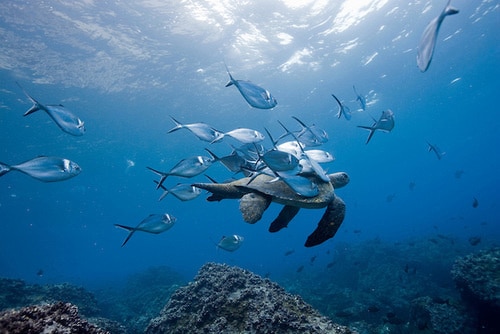 Pacific Sea Turtle, Galapagos Islands, Ecuador